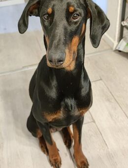 Dobermann Hündin 1 Jahr & sehr Kuschelfreudig - Kaiserslautern Zentrum
