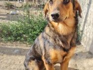 CAROLUS, Traumhund sucht Anschluss - Hof