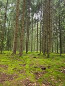 Psychologische/Lebensberatung, Seelsorge und Rückführung in 21339