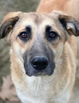 Heraya, geb. ca. 02/2025, GRIECHENLAND - Euskirchen