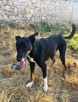 ausgeglichener Cesar braucht Hilfe - Augsburg