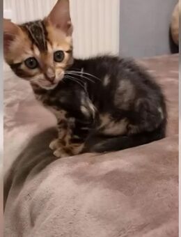 Bengalkater Marbled - Frankfurt (Main) Nied