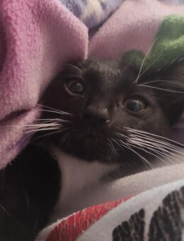 Katzenbaby 13 Wochen alt in liebevolle Hände abzugeben - Sande