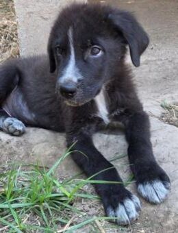 Rudi 💙💙💙 Zuhause gesucht - Bad Karlshafen