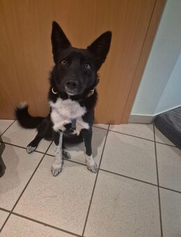 Unsere tolle schwarze Mischlingshündin Hope 9 Monate sucht ein warmes Körbchen mit Geduld ca 40 cm groß - Angern