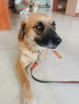 Nagia - liebes Mäuschen mit Handicap - Alfeld (Leine)