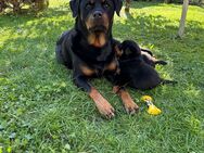 Rottweiler Welpen - Kirchworbis