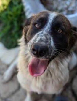 Coco sucht liebevolle Menschen - München