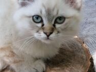 Heilige Birma Katzenbabys 12 Wochen alt abzugeben - Karstädt (Brandenburg)