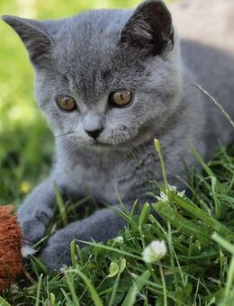 BKH Kitten suchen ein liebevolles neues Zuhause - Kreuztal