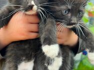 Kitten suchen ein neues Zuhause - Seeth-Ekholt