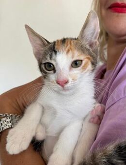 Kleine Kitty Perry sucht ihr Glück 🐾🍀 - München
