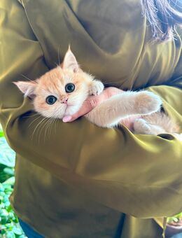 Reinrassige Golden Shaded BKH - Köln