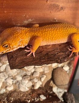 Leopardgeckos Männlich - Unterlüß