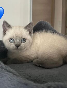 BKH baby katzen zum verkaufen - Siegen (Universitätsstadt)
