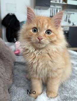 Sibirische Waldkatze Kitten - Laudenbach (Bayern)