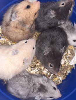 Hamster abzugeben - Meißen