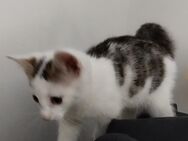Ein kleines Kätzchen sucht ein Zuhause - Bempflingen