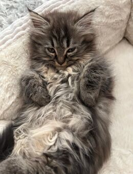 Perser kitten mit Nase - Hilden