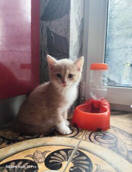 Niedliche Babykatzen suchen ein liebevolles Zuhause! - Oberstaufen