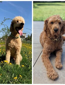 Wir erwarten Goldendoodle Welpen F1b, A-Wurf - Waldesch