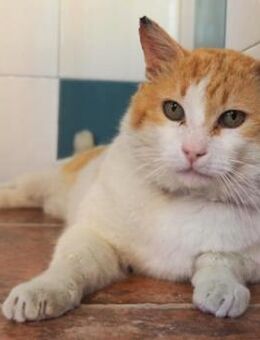 Freundlicher Kuschelkater Dolar - Karlsruhe