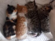4 junge Katzen EKH geb. am 30.04.25 können ab 24.07.25 abgeholt werden - Bielefeld Stieghorst