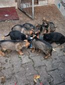 Rein DDR Schäferhundwelpen in 99628