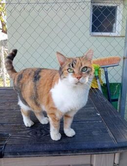 Hübsche Katzenlady Katy sucht Home - Bad Camberg