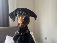 Dobermann sucht neues Zuhause - Hamm