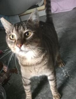 Liebevoller Kater Cádiz - Karlsruhe