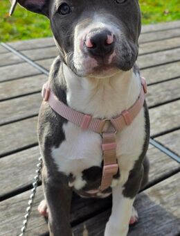 Kleiner welpe abzugeben - Singen (Hohentwiel)