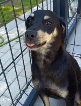 ELIZA ❤️ sucht ein einfühlsames Zuhause - Fahrenzhausen