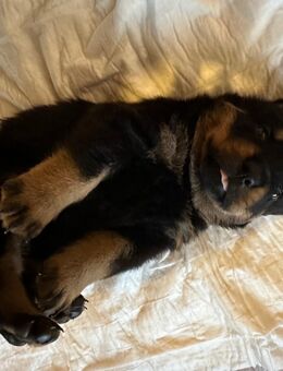 Rottweiler Welpen - Hohenstein (Thüringen)