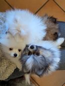 Pomeranian Welpen noch zwei Mädchen in 88605