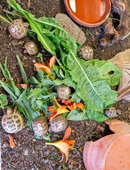Vierzehen Landschildkröten - Weimar