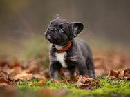 Französische Bulldogge Rüden, Hündinn lilac blau tan - Wust-Fischbeck