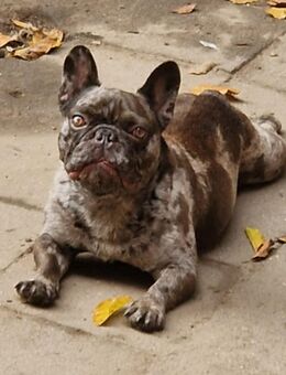 Französische Bulldogge „Roy“ in liebevolle Hände abzugeben - Lehrte Zentrum