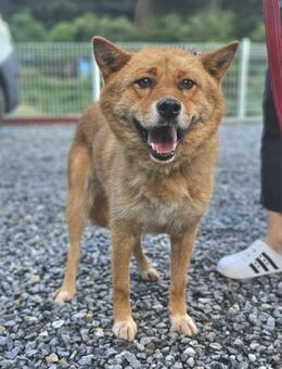 Hast du ein Körbchen für Grey? ♥ - Ebstorf (Klosterflecken)