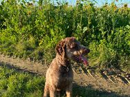 Lagotto Romagnolo Rüde 10 Monate - kinderlieb, sehr brav (italienischer Wasserhund) - Langerringen