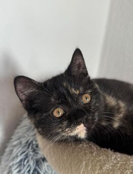 BKH weibliche katze - Gelsenkirchen