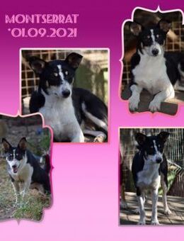 ♡Montserrat♡ - wer gibt ihr ein Zuhause? - Alfeld (Leine)