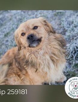 Chip 259181 sucht ein Zuhause - Kirchzell