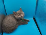 Süße BKH Katzen Babys - Jerxheim