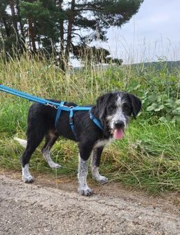 Liebe Paula, sucht ihre Familie - Leonberg (Baden-Württemberg)
