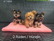 Morkie / Yorkshire Malteser welpen/ Chip - Simbach