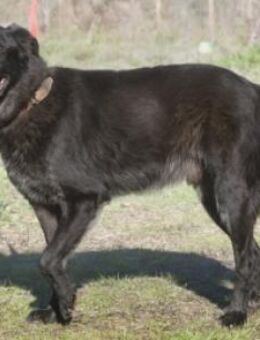 Mike hat sein Zuhause verloren - Brunstorf