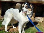Penelopa ❤️Hübsche Hündin sucht Familie - Spenge