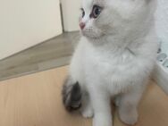 Britisch Kurzhaar kitten bkh - Sulzbach (Taunus)