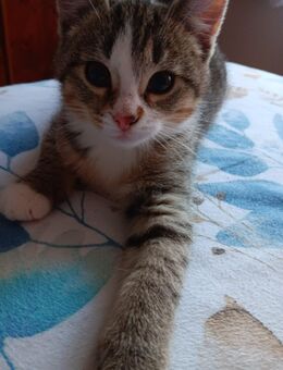 Ein schlauer Kater von einer Hauskatze! - Hamburg